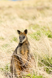 Wallaby on Phillip Island