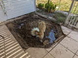 The same hole, mostly filled in with dirt and dog